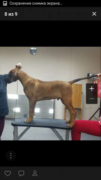 Продам 3х щенков пароды Риджбек в Новосибирске фото 4