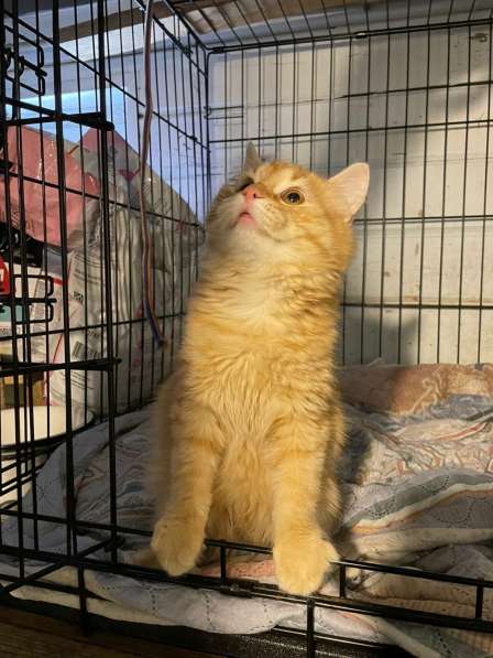 Хорошенькие котятки-шарики ищут дом в Санкт-Петербурге фото 3