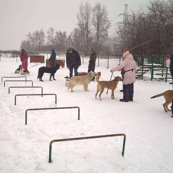 Дрессировка собак на площадке в Москве фото 4