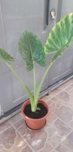 Растение лист 1м в фото 6