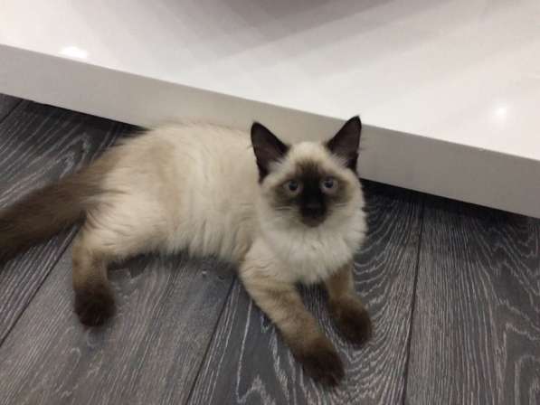 Продам тайского котёнка (девочка) 3 месяца в 