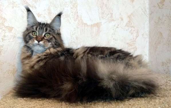 Апельсинки к Новому Году в Рязани фото 100