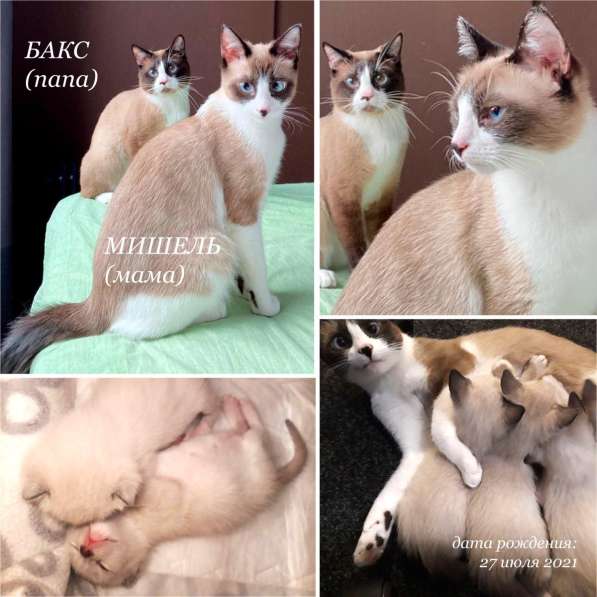 Котята сноу-шу в Санкт-Петербурге фото 6