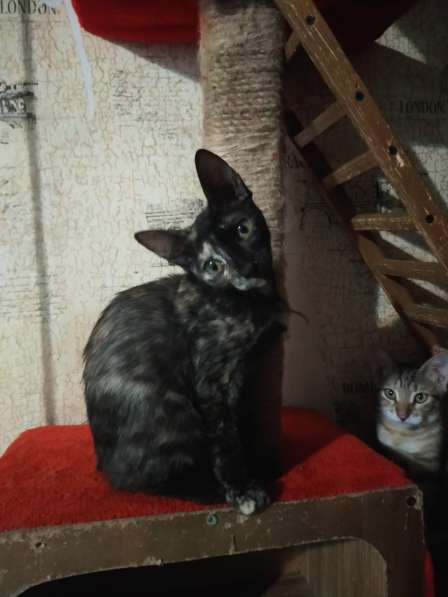 Котята в Волгограде фото 5