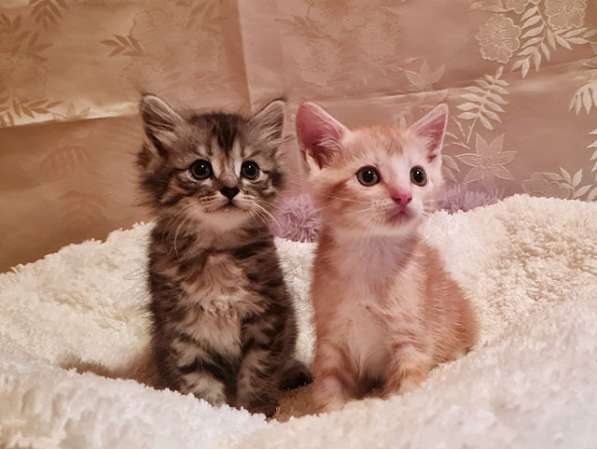 Домашние котята-малыши Яша и Ника в добрые руки