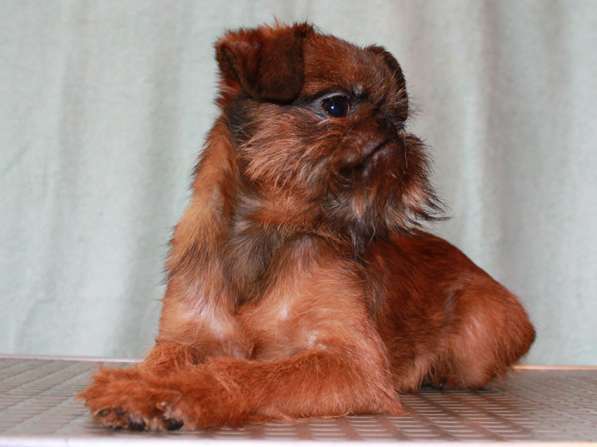 Великолепные щенки гриффона и пти-брабансона. Вязки в Москве фото 18