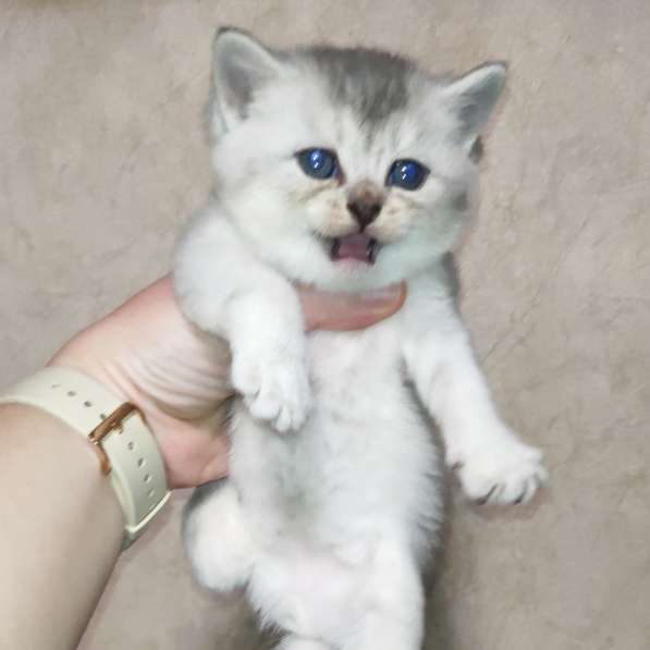 Продам шотландского котенка в 