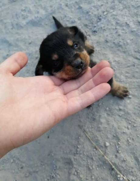 Такса щенок в Воронеже фото 9