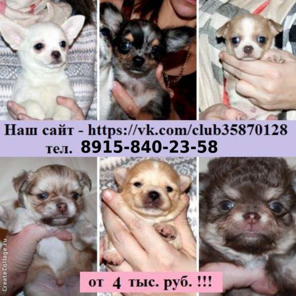 Щенки чихуахуа чистокровные и миксы