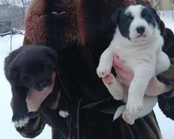 Щенки сторожевой собаки в Минусинске фото 4