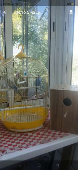 Продаю попугаев в Калуге