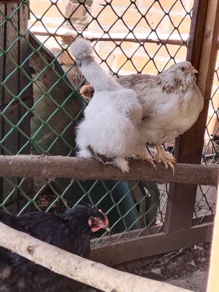 Яйца домашние куриные от кур без гормонов и антибиотиков в Ростове-на-Дону фото 3