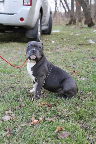 Породные щенки Американ Булли в фото 19