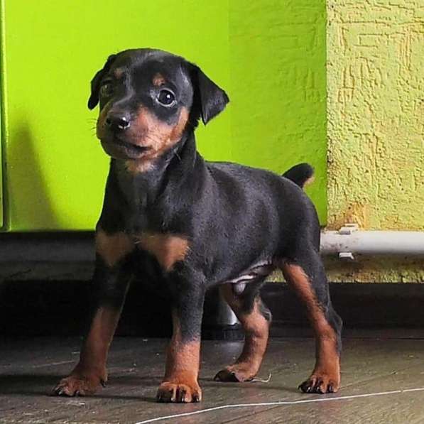 Пинчер Магнитогорск