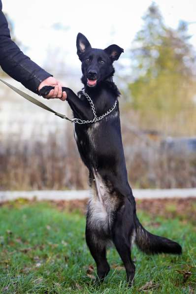Красивая собака с тремя лапками ищет дом в Санкт-Петербурге фото 4