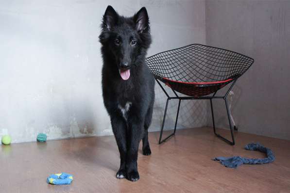 Щенки Грюнендаль и Тервюрен в Москве фото 8