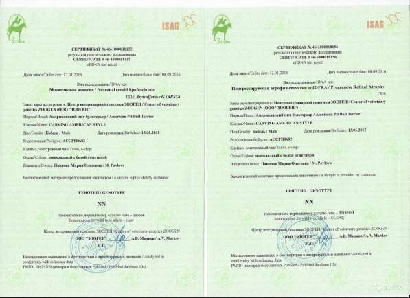 Запись на щенков питбультерьера в Санкт-Петербурге фото 6