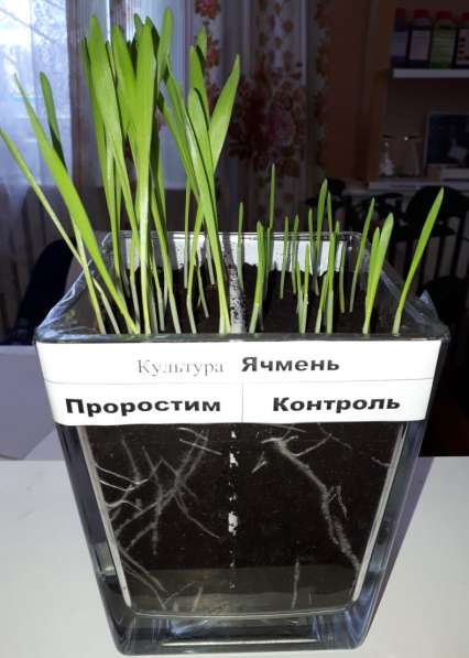 Стимулятор роста растений - органическое удобрение ПроРостим в Краснодаре фото 6