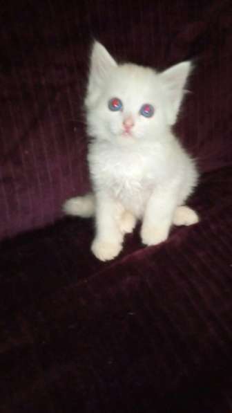 Чудесная киса ищет дом!