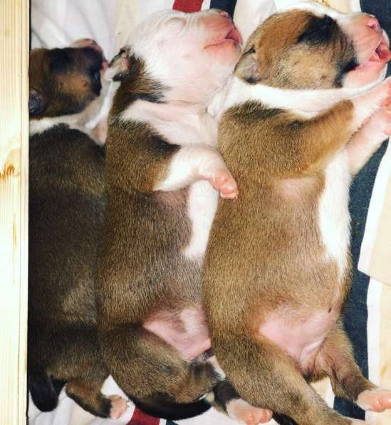 Щенки Американского Стаффордширского терьера в Санкт-Петербурге фото 10