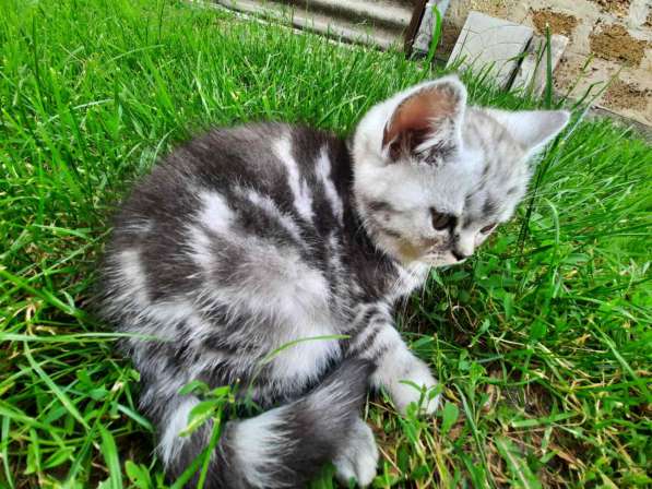 Мраморные котята в фото 24