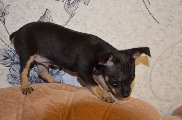 Щенки той-терьера в Магнитогорске фото 6