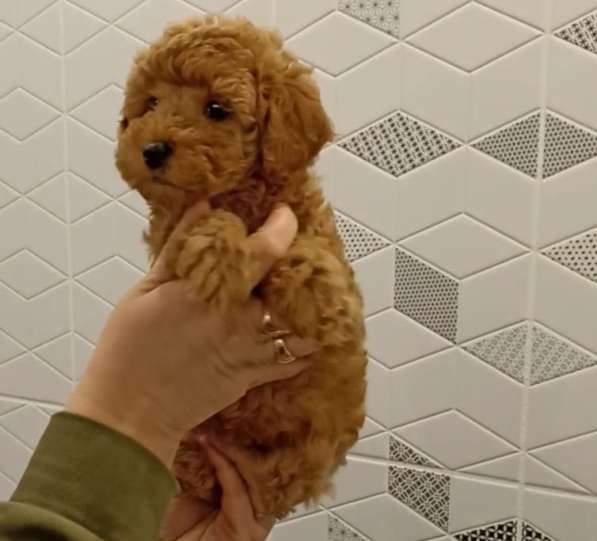 Toy poodle. Cappuccino. Boy в фото 6
