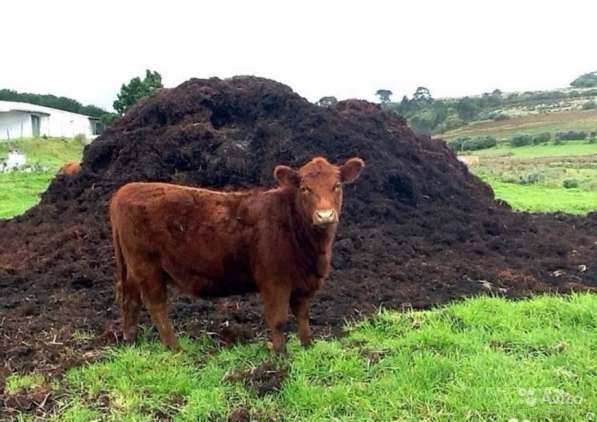 Перегной (чёрный) в Москве