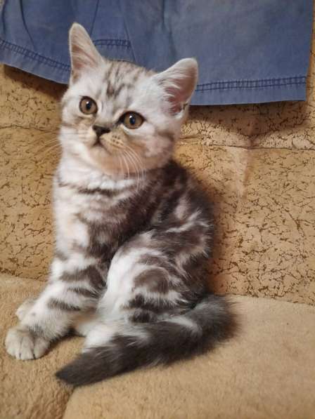 Мраморные котята в фото 25