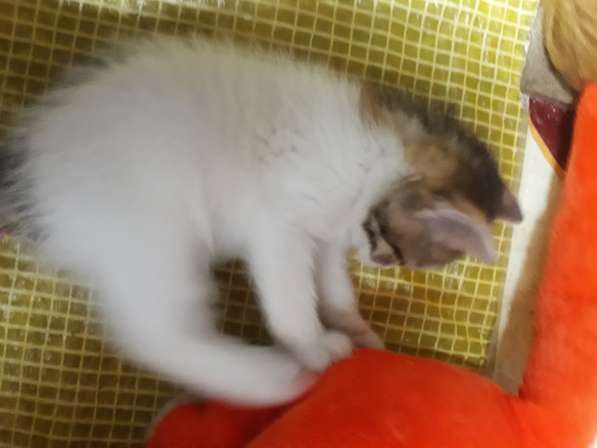 Очаровательный трёхцветный счастливый котёнок, бесплатно в Саках фото 3