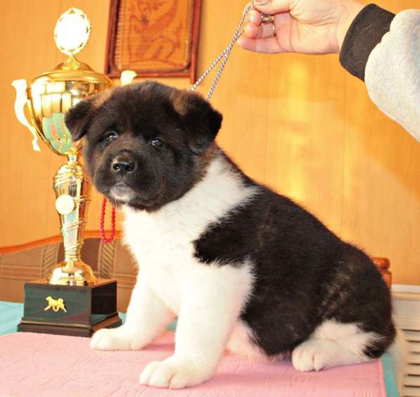 Щенки Американской Акиты в Нижнем Новгороде фото 12