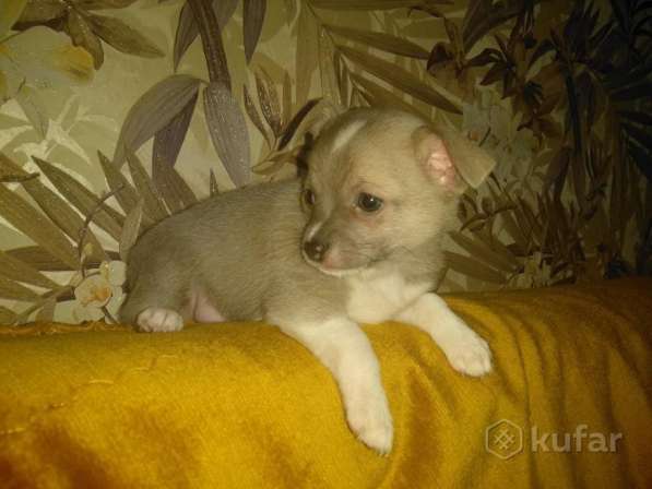 Щенки чихуахуа