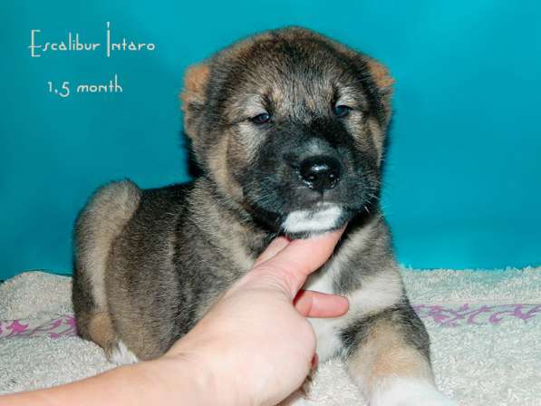 Щенки сао в Новосибирске фото 15