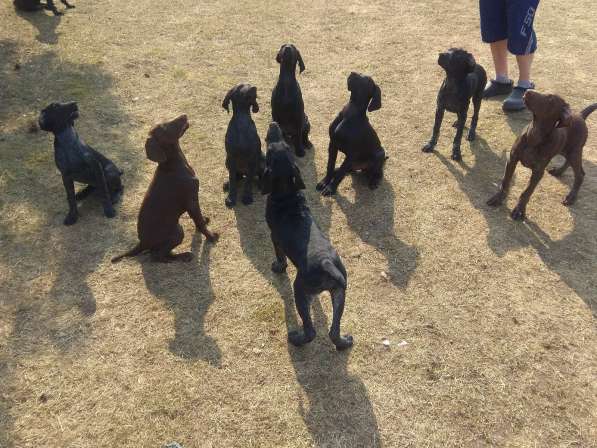 Курцхаар Щенки в фото 30