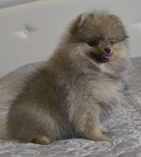 Продаются щенки немецкого шпица в Новосибирске фото 3