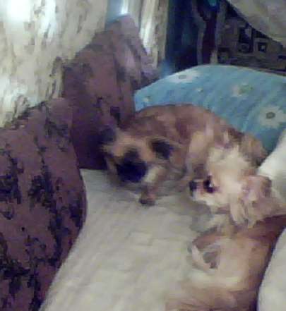 Продам щенка в фото 10