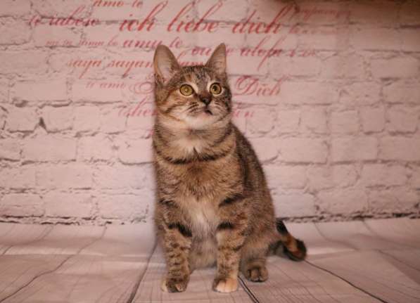 Вита - полосатенькая юная котенок кошечка ищет дом в Москве