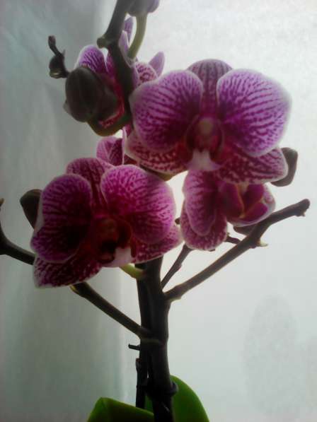 В наличии орхидеи цветущие и не цветущие в фото 6
