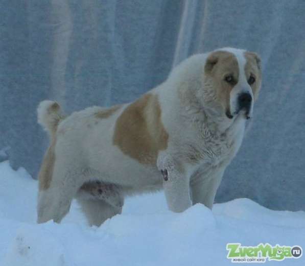 Продажа щенков Алабая в Краснодаре фото 6