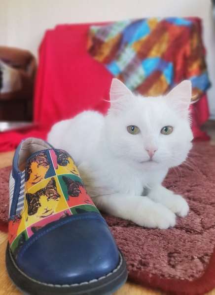 Кот в добрые руки. Пушистый Амур в Калуге фото 15