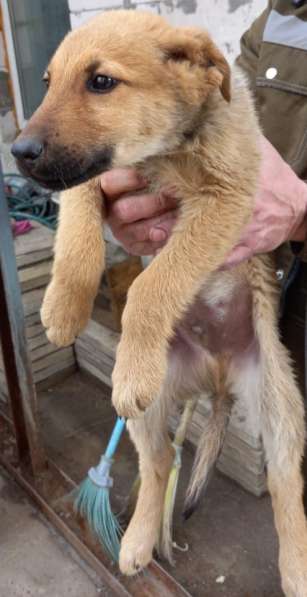 Отдам в добрые руки в Москве фото 3