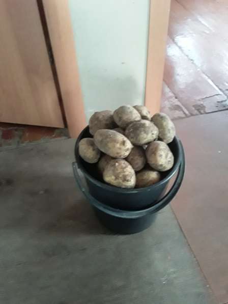 Продам картофель деревенский