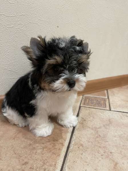 Бивер мальчик мини