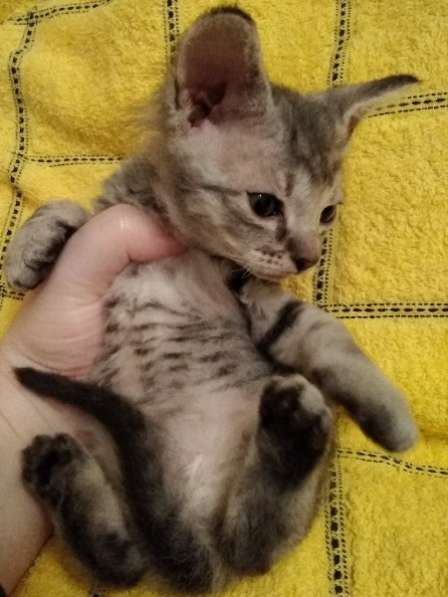 Кудрявые эльфы, каракулевые, элитные котята Девон-Рекс в Санкт-Петербурге фото 32