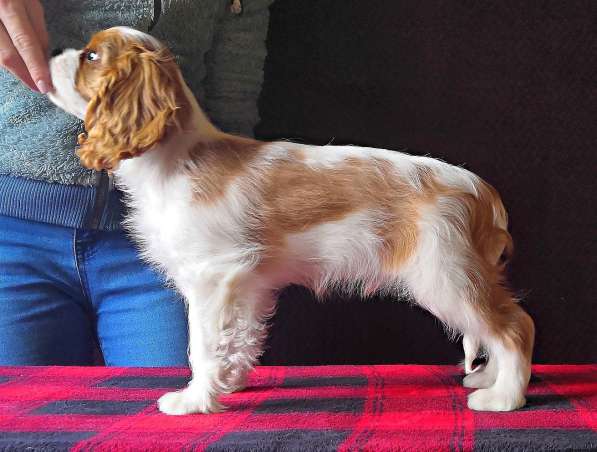 Кавалер кинг чарльз спаниель в Москве фото 3