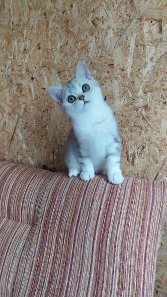 Шикарный британский котик в Москве фото 10