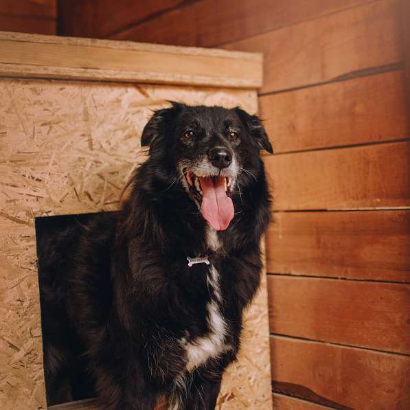 Весёлая, ласковая Чукча ищет семью в Москве фото 37