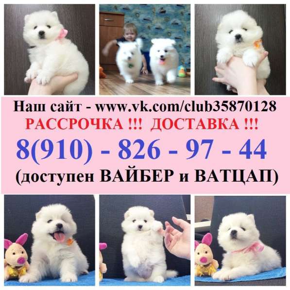 Щенятки самоедики