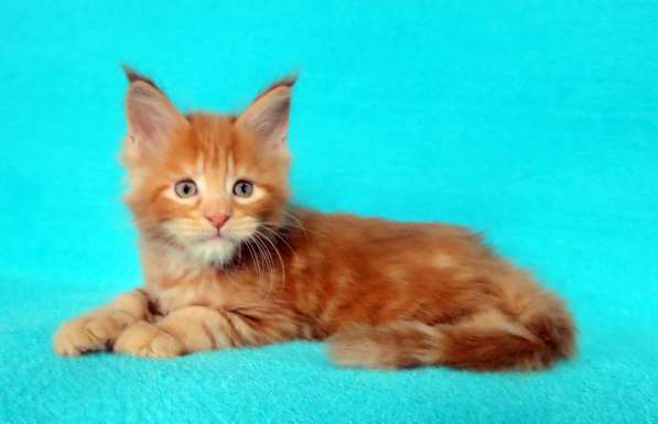 Апельсинки к Новому Году в Рязани фото 25