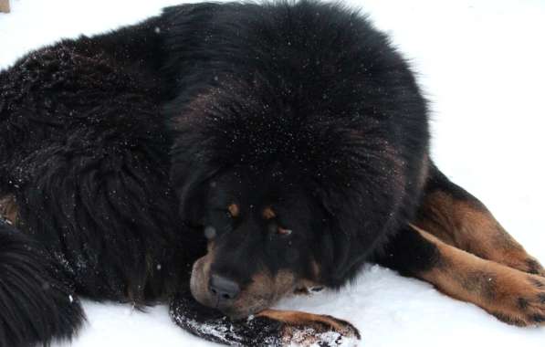 Тибетский мастиф - лучший страж на территории в Москве фото 147